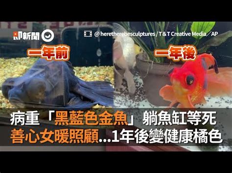 黑色黑牡丹金魚|新手必看：黑牡丹養護